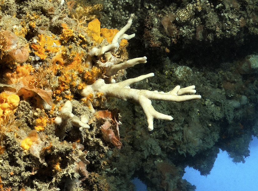 Ircinia sp.